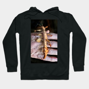 Macleay's Spectre Stick Insect Hoodie